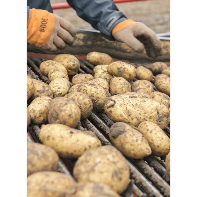 All potatoes. The cookbook (German)