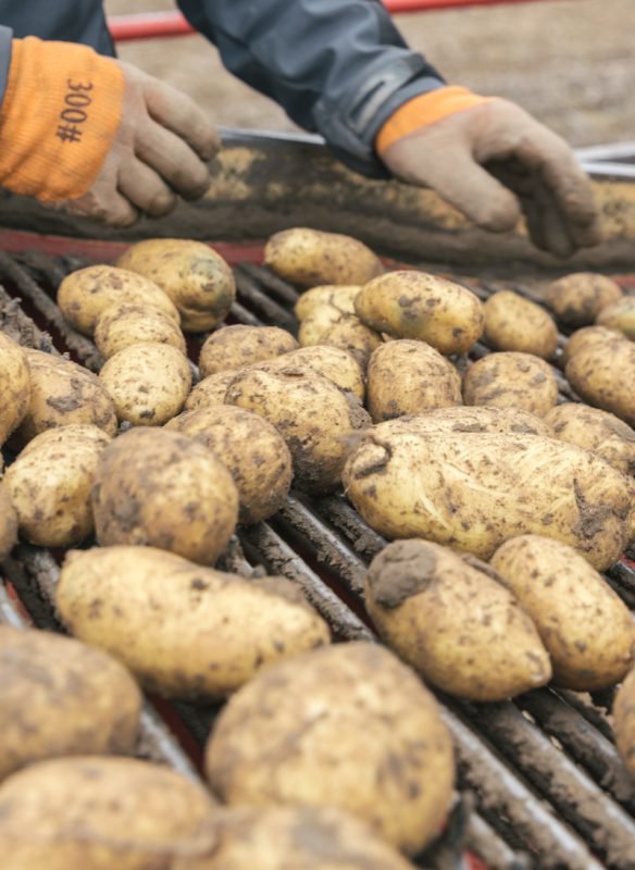 All potatoes. The cookbook (German)