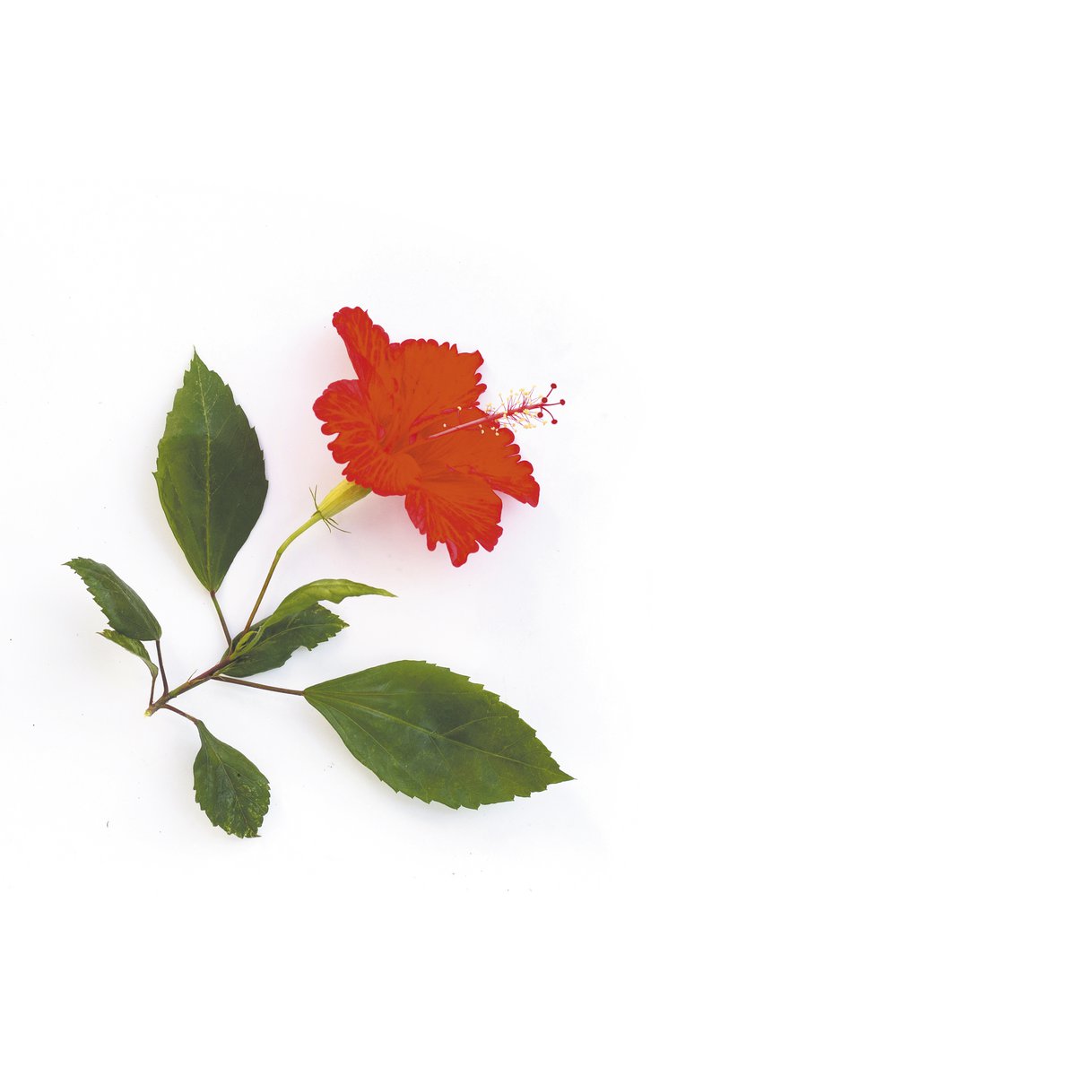 DUFT TIL LYS - HIBISCUS