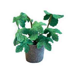 The Ficus carica plant