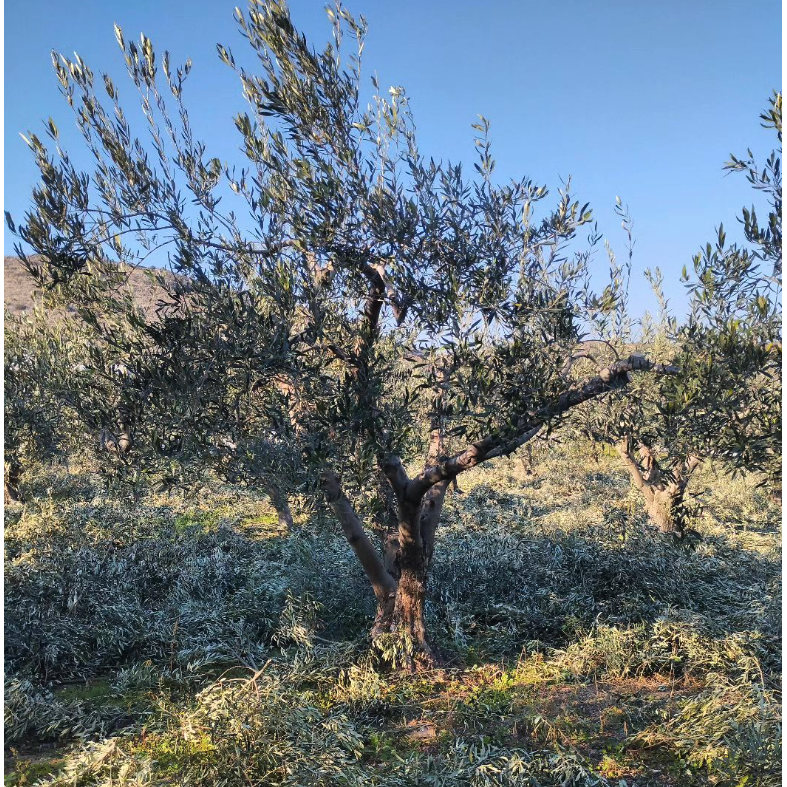 Karasmanoglou Early Harvest EVOO