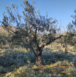 Karasmanoglou Early Harvest EVOO
