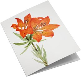 Lykønskningskortsæt Vilde blomster