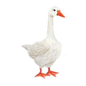 Jojo die Gans – Tierwandaufkleber
