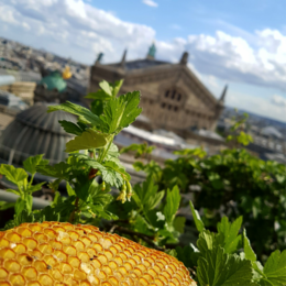 Süßigkeiten - Honig & Rosmarin