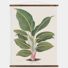 Heliconia vægkort