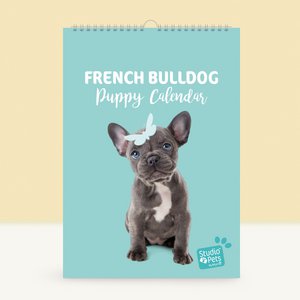 Studio Pets calendar French Bulldog puppy