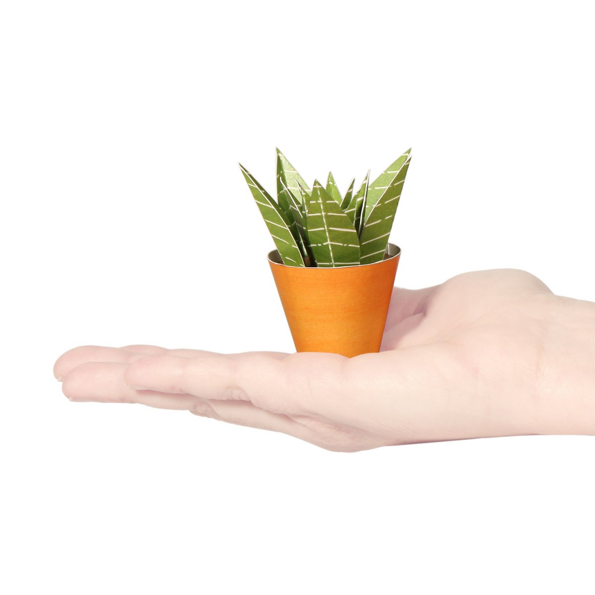 Haworthia limifolia Carte postale