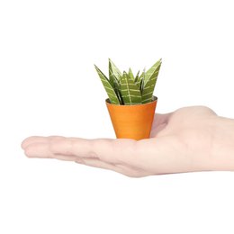 Haworthia limifolia postkort