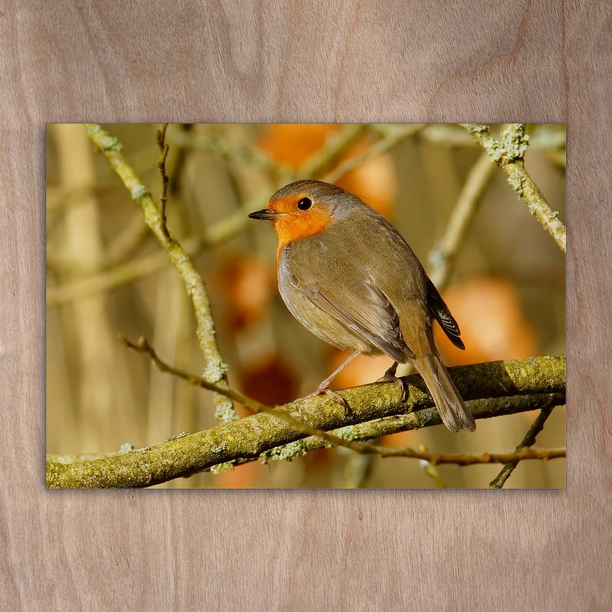 Carte postale, carte postale, 0338 oiseau robin forêt automne