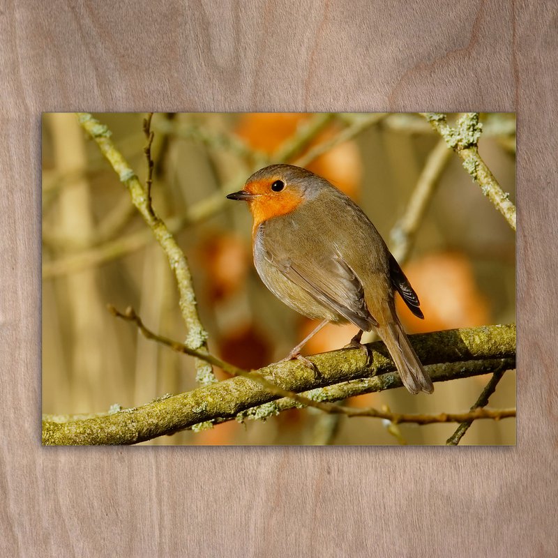 Carte postale, carte postale, 0338 oiseau robin forêt automne