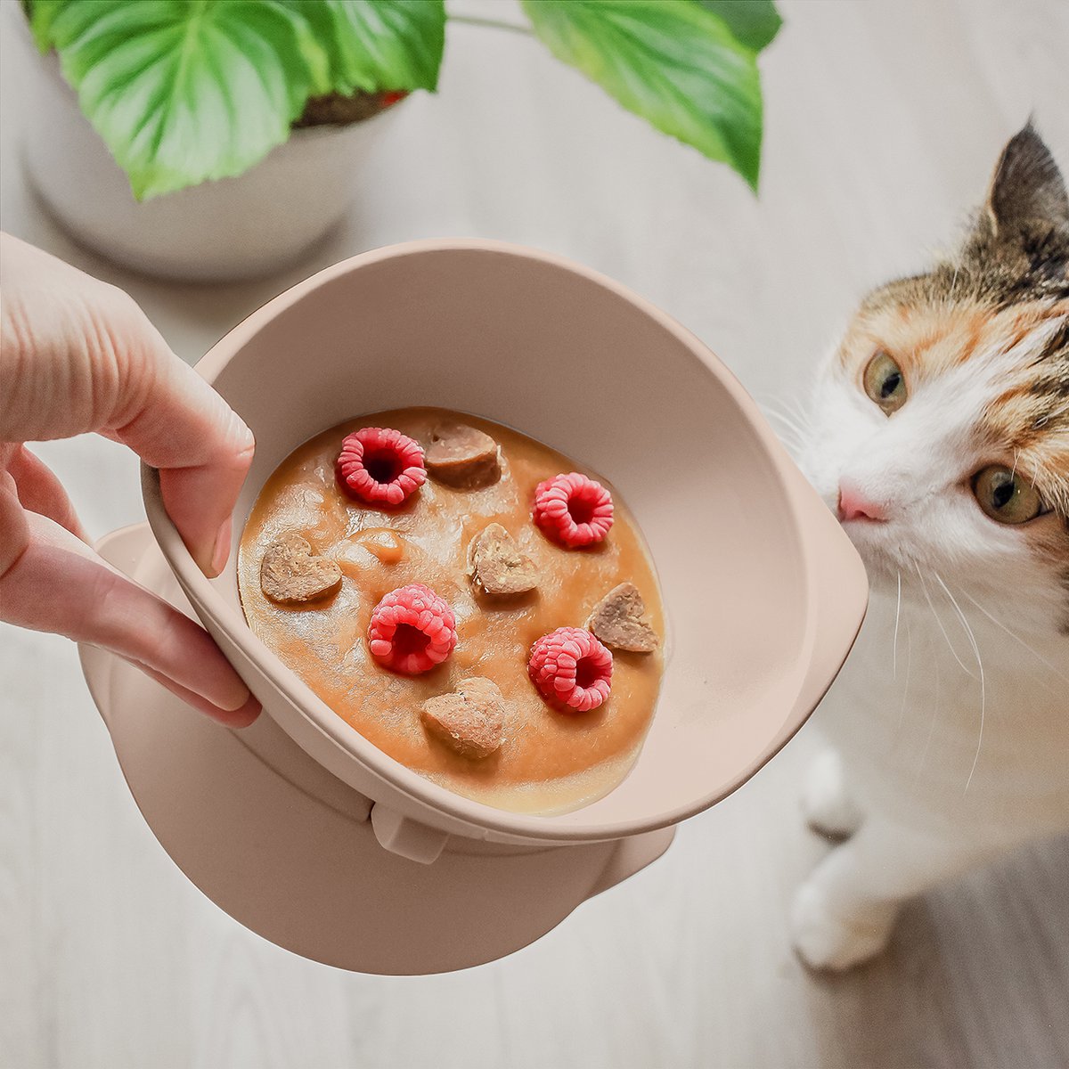 ne&no® Erhöhter Silikon Katzennapf + mit verstellbarer Neigung
