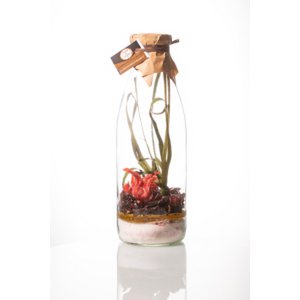 Preparado para Ron Arreglado "Hibiscus Frutos Rojos" 1L