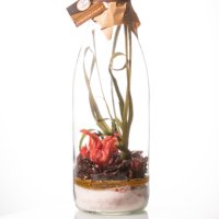 Preparation for Arranged Rum "Hibiscus Red Fruits" 1L