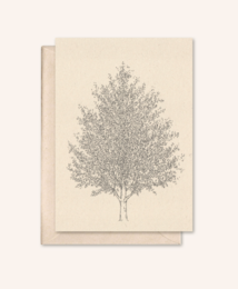 Carta sostenibile + busta | Albero d'ambra | Fiore di sambuco