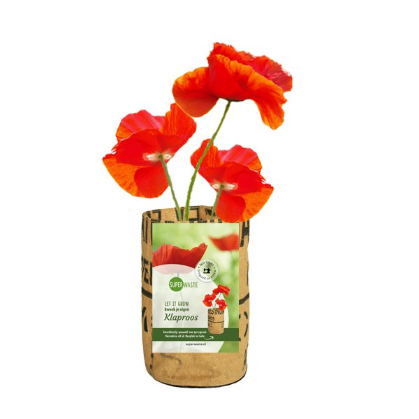 Let it Grow Nursery garden - poppies
