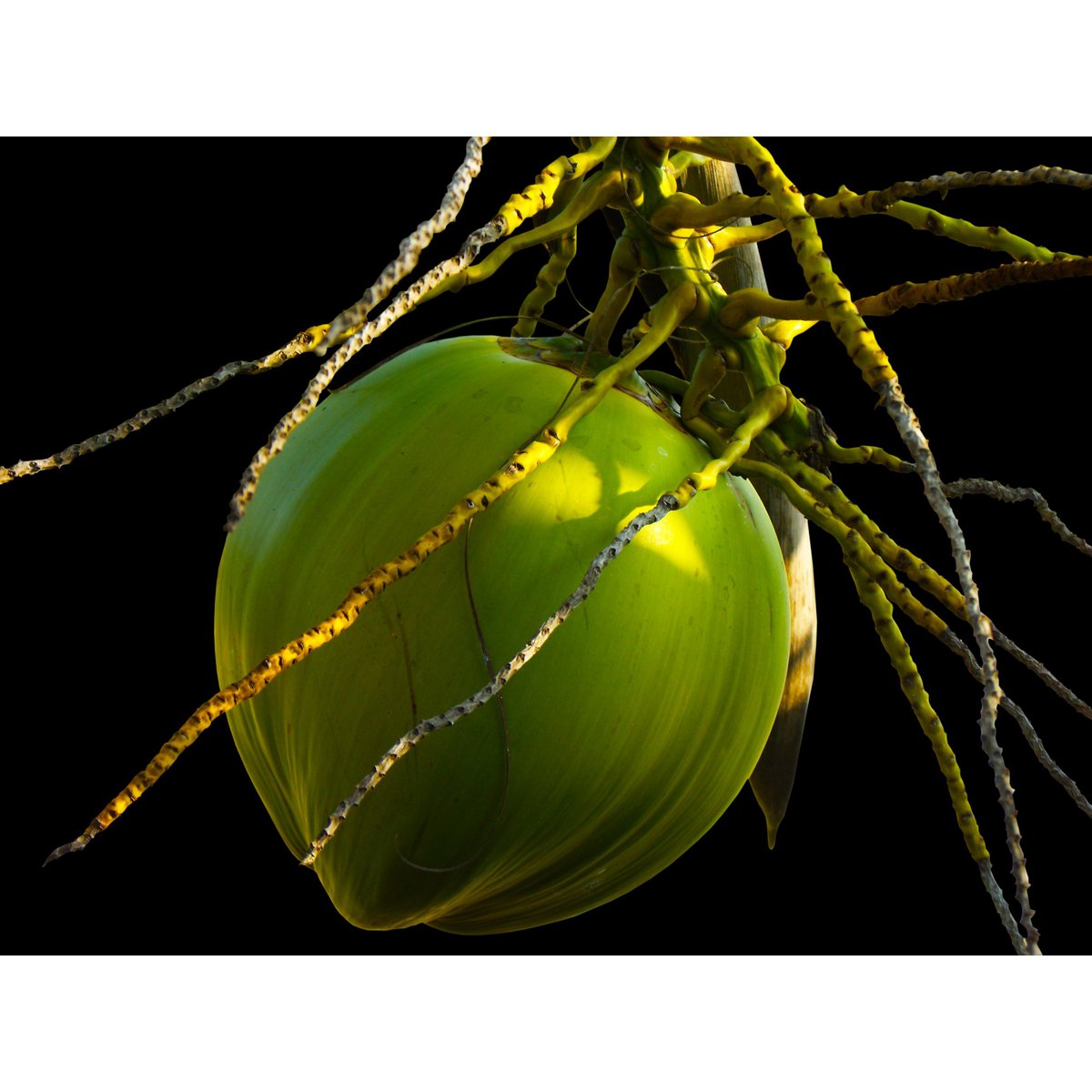 Coconut oil 5 liters
