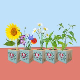 City Love® | Köln plante terninger forskellige frø