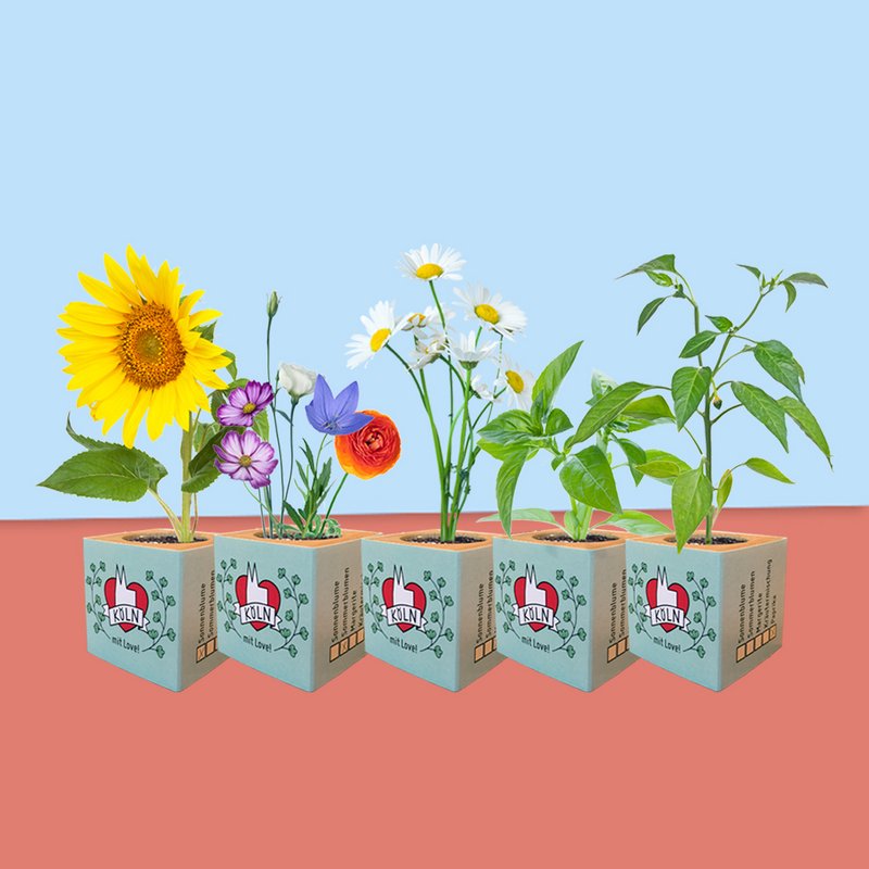 City Love® | Köln plante terninger forskellige frø