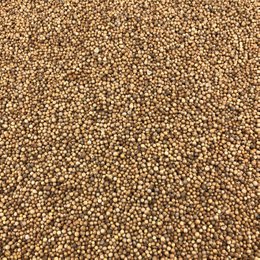 Semi di coriandolo biologico sfusi