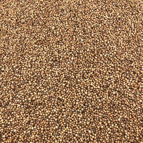 Koriander Biologische Zaden in Bulk