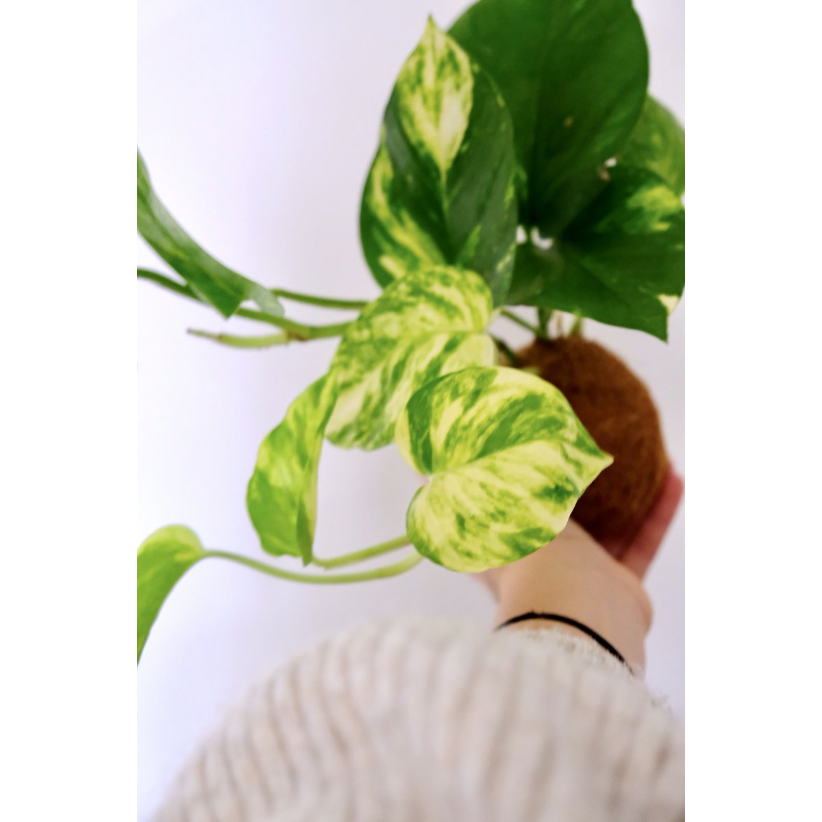 Kokedami hangplant