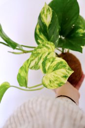planta colgante kokedami