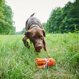 Octo Inktvis - cultspeelgoed voor honden