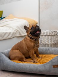 Cuccia per cani e gatti SoftColor - grigio chiaro/multicolore