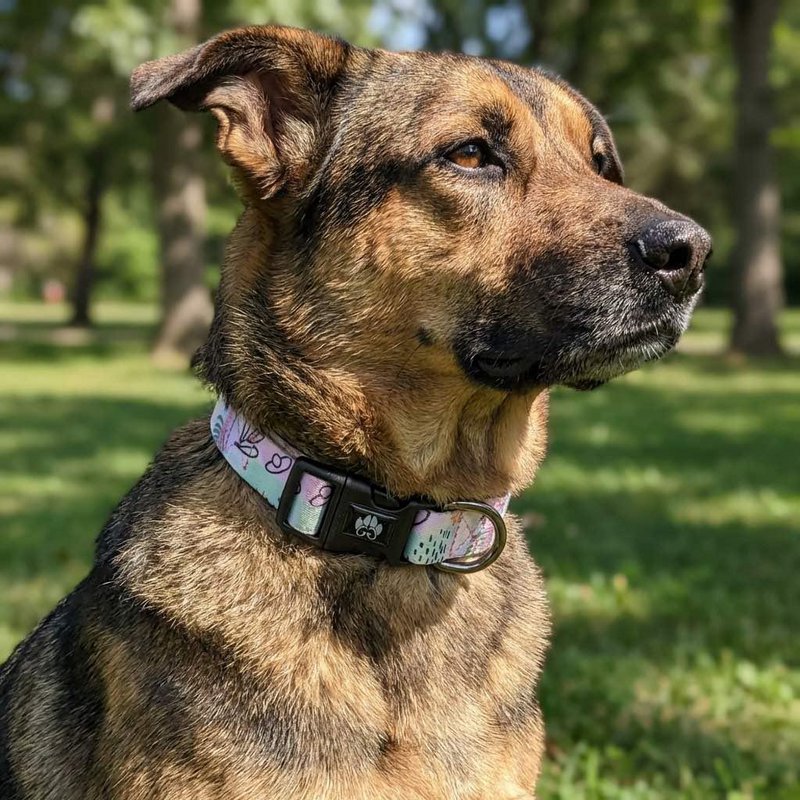 Pastel dog collar
