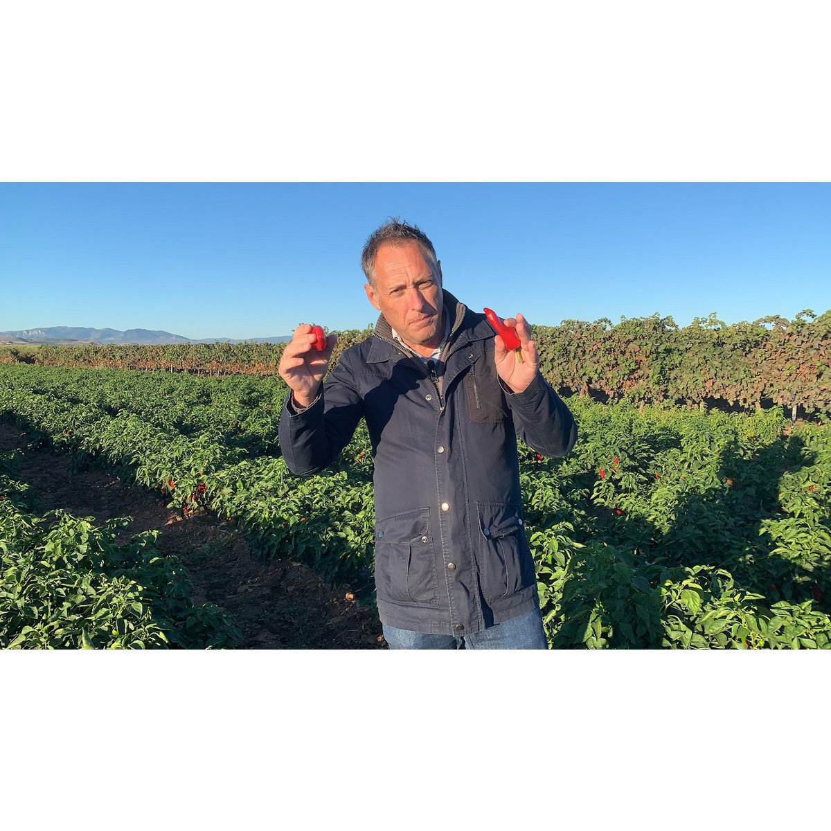 ORGANIC PIQUILLO PEPPERS