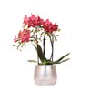 Hummingbird Orchids | red Phalaenopsis orchidee – Congo + Elite pot silver – pot size Ø9cm | flowering houseplant in flower pot - fresh from the grower