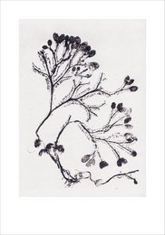 Wodorost szary 70x100 cm