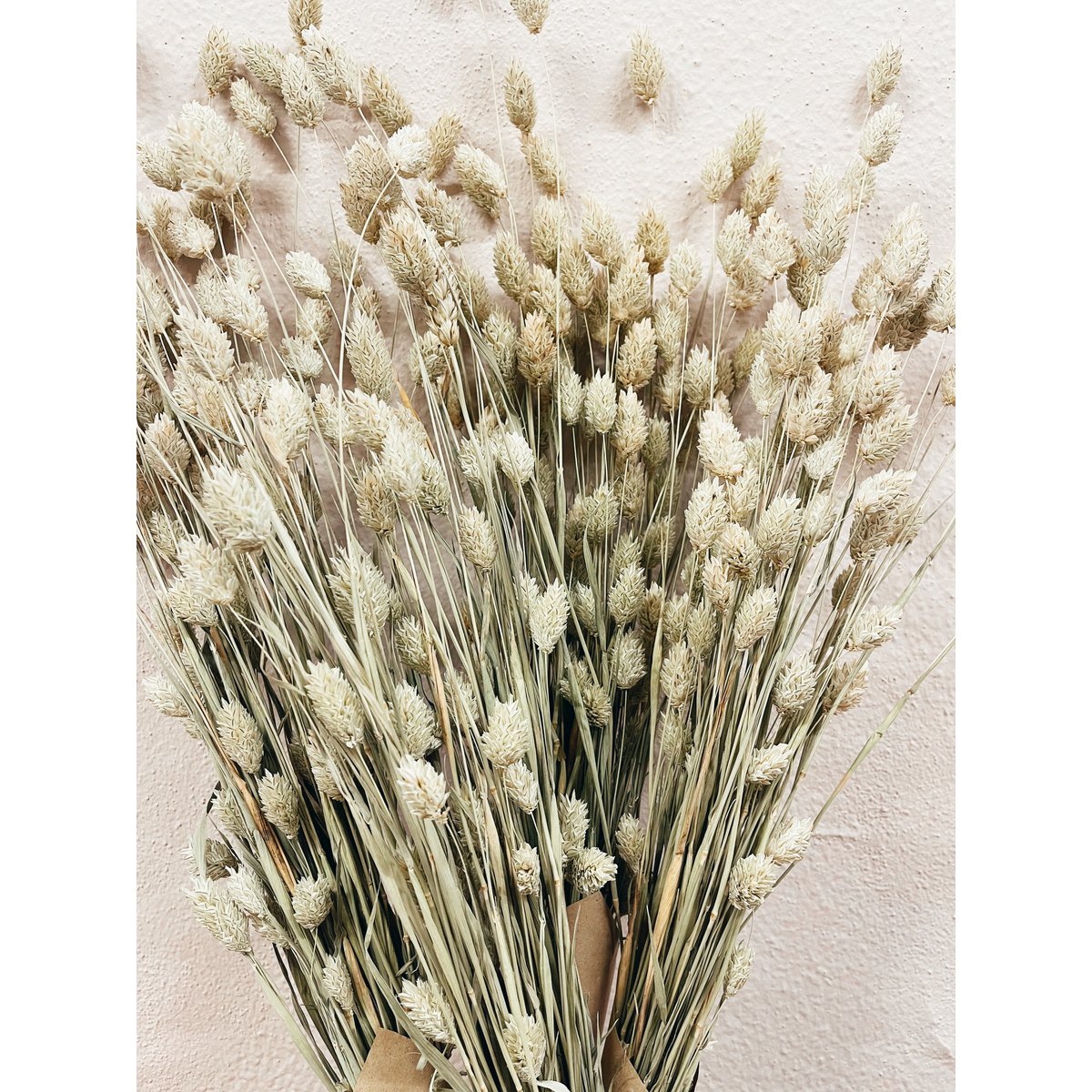 Naturalne suszone kwiaty Phalaris