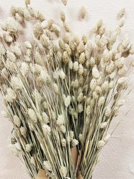 Naturalne suszone kwiaty Phalaris