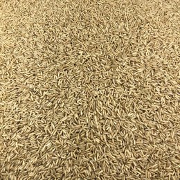Organic Basmati Rice in Bulk