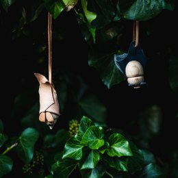 Chauve-souris à grandes oreilles endormie
