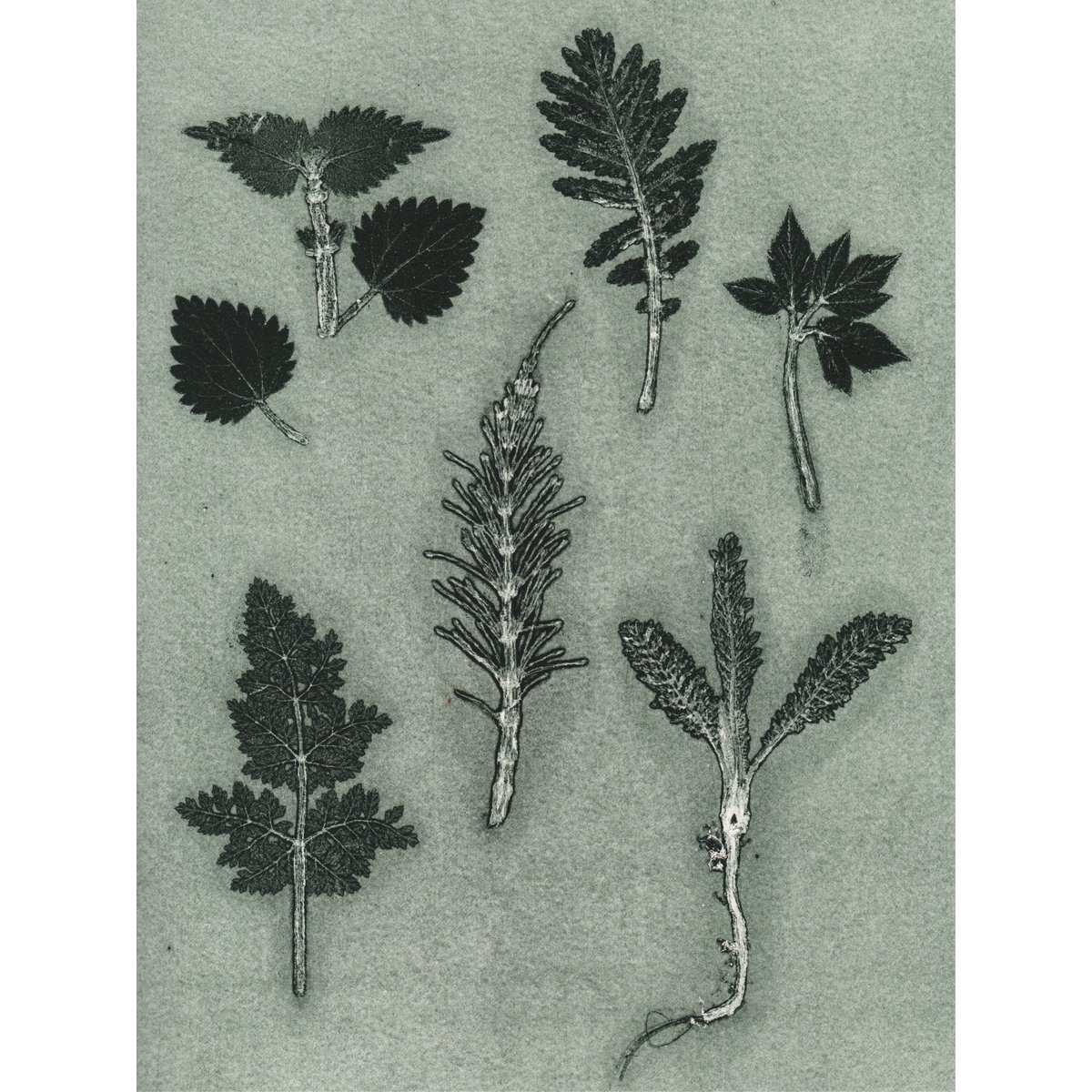 Wild herbs green A5