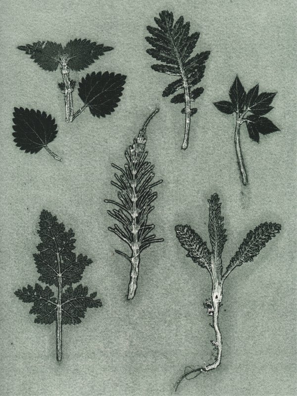 Wild herbs green A5