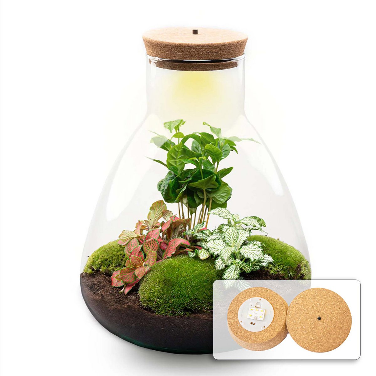 Zestaw do samodzielnego wykonania terrarium - Kawa Sam ze światłem - Ogród butelkowy - ↑ 30 cm