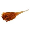Fluffy pampas - per bunch - 70 cm - orange - dried flowers
