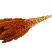 Flauschige Pampa - pro Bund - 70 cm - orange - getrocknete Blüten