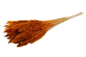 Fluffy pampas - per bunch - 70 cm - orange - dried flowers