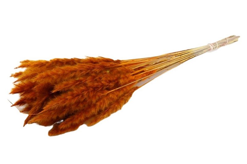 Fluffy pampas - per bunch - 70 cm - orange - dried flowers