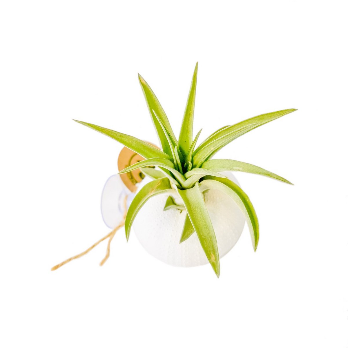Luchtplantje in zee-egel – staand op zuignap – Tillandsia Abdita – wit
