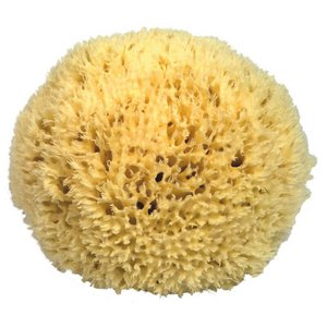 Natural sponge medium (approx 14cm)