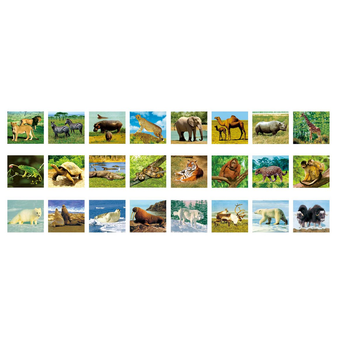 Torch Projector Light - Wild Animals