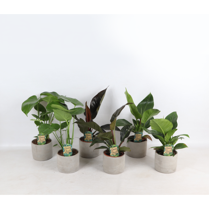 Tropical Mix im Industrial Jolijn Keramiktopf S. 14