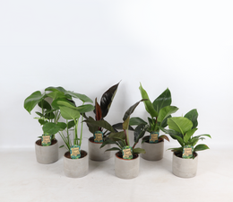 Tropical Mix i Industrial Jolijn keramisk gryde p14
