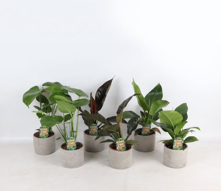 Tropical Mix i Industrial Jolijn keramisk gryde p14